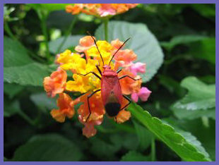 God as a Bug
